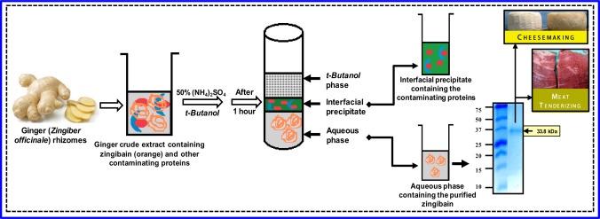Bacterial membrane protein extraction